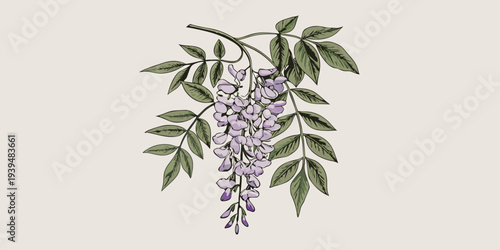 Delicate illustration of wisteria blossoms and lush green foliage