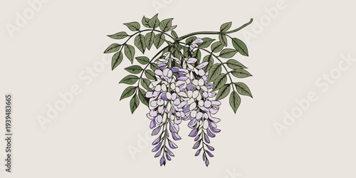 A delicate illustration of wisteria blossoms and lush green foliage