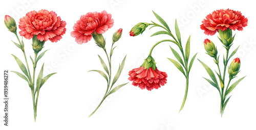 A charming watercolor collection of red carnation flowers with buds and stems for botanical floral illustrations and elegant garden design.