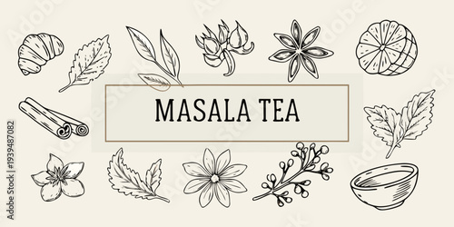 Masala tea ingredients a botanical illustration with spices and herbs