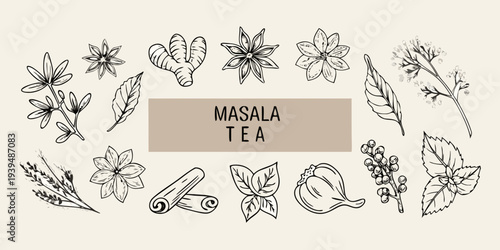 Botanical illustration of various spices and herbs used in masala tea