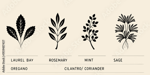 Botanical illustration of laurel bay rosemary mint and sage herbs