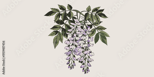 A delicate illustration of wisteria blossoms and lush green foliage