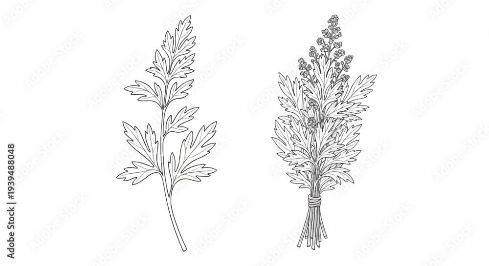 Fototapeta premium Two detailed line drawings of botanical specimens with feathery leaves and small flowers