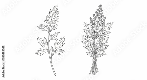 Two detailed line drawings of botanical specimens with feathery leaves and small flowers