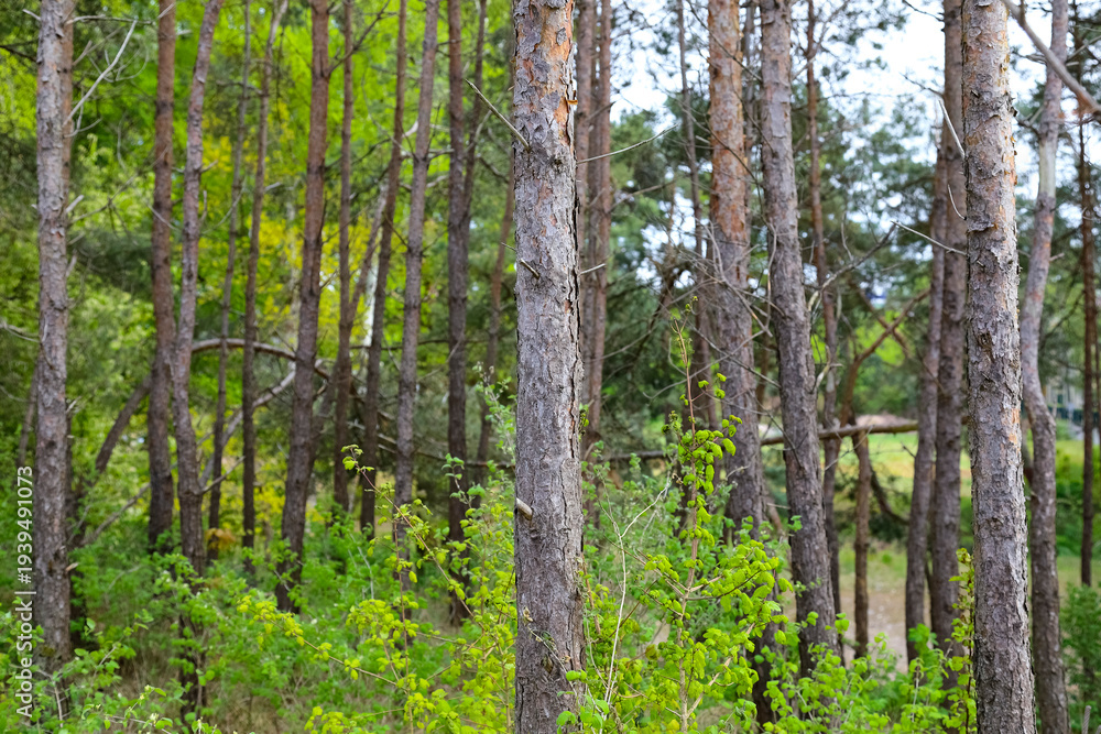 Fototapeta premium Pine trees stand at the edge of a forest in Mielno, a seaside town in Poland