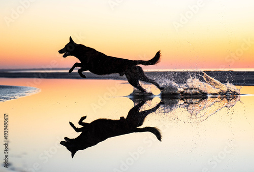 Dog running in sunset on the beach silhouette