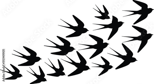 Flock of black silhouette swallows in flight birds