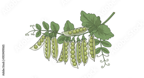Detailed illustration of green pea pods hanging from a leafy vine with delicate tendrils on a white background for organic food themes.