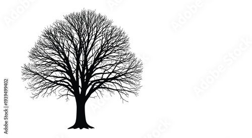 Detailed silhouette of a large bare tree with intricate branches reaching out against a stark white background for winter concepts.