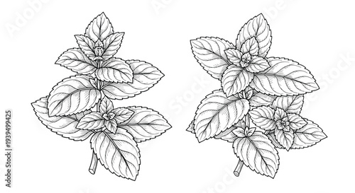Detailed black and white engraving of fresh mint branches with textured leaves, perfect for herbal tea or culinary labels.