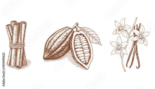 Cinnamon sticks cocoa beans vanilla pods botanical illustration sketch