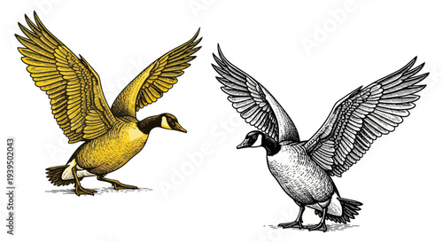 Canada Goose Landing or Taking Off, Color and Ink Drawing