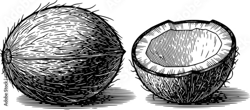 Vintage Style Black and White of Whole and Halved Coconut Fruit Tropical