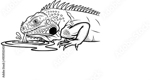 A detailed black and white illustration of an iguana drinking from a pool of water