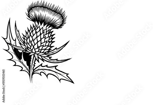 A detailed, monochrome illustration of a thistle flower with sharp, spiky leaves