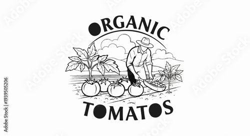 Black and white sketch of a farmer harvesting organic tomatoes in a field