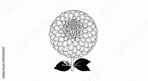 Detailed line drawing of a large, spherical bloom with layered petals, atop a stem