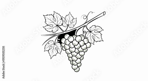 Detailed sketch of a vine with leaves and a cluster of grapes