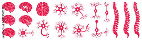 Large magenta pink human brain neuron and spinal cord anatomical icons for neurology medical education and healthcare research isolated on white background vector illustration set