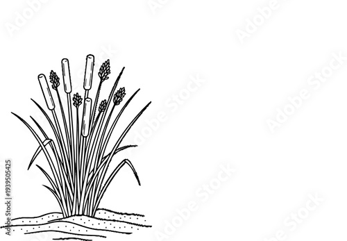 Black and white drawing of cattails growing in a sandy area