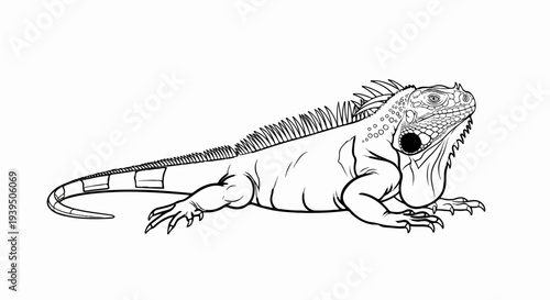 Detailed line art of a crested lizard, possibly an iguana, on a white background