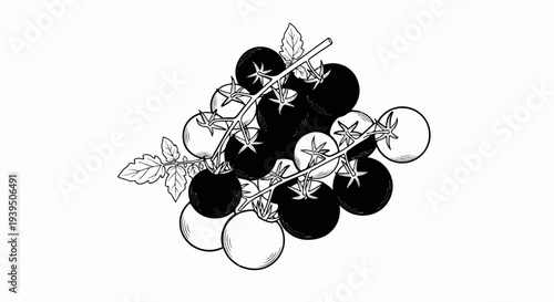 Hand-drawn illustration of ripe tomatoes on vines with leaves