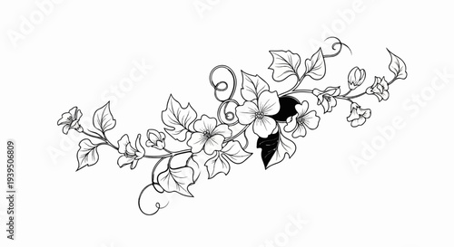 Delicate vine with blooming flowers and curling tendrils