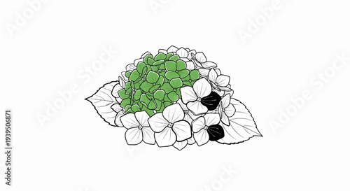 Delicate floral illustration of hydrangea cluster with green and white petals