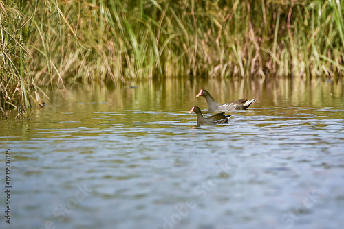 ducks in the lake