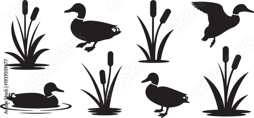group of wild ducks and typhaceae marsh herb with leaves and spike flowers silhouette icon set