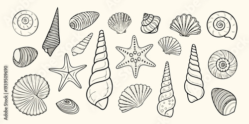 Variety of black and white seashells and a starfish illustration