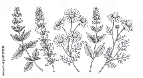 Hand-drawn botanical illustration of chamomile and lavender flowers isolated on white