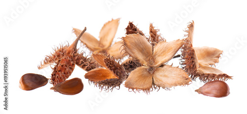 Bild auf Leinwand Beechnuts seeds isolated on white background