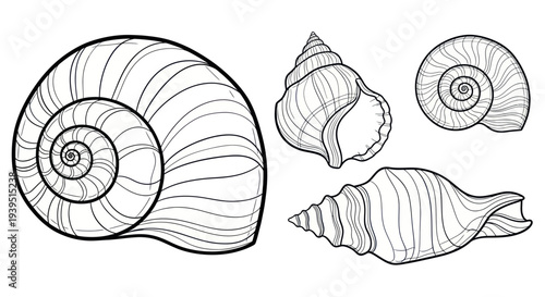 Set of Hand-Drawn Seashell Illustrations - Line Art Collection