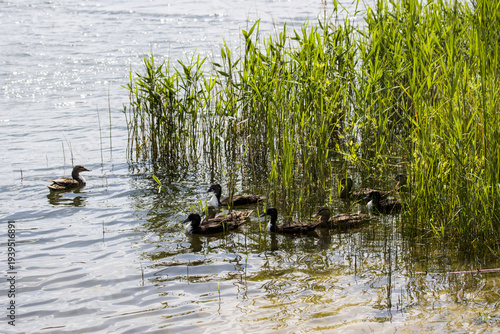 Fotografie bastardisierte Stockenten (Anas platyrhynchos)