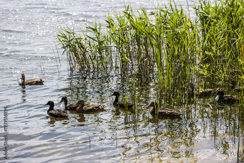 Billede på lærred bastardisierte Stockenten (Anas platyrhynchos)