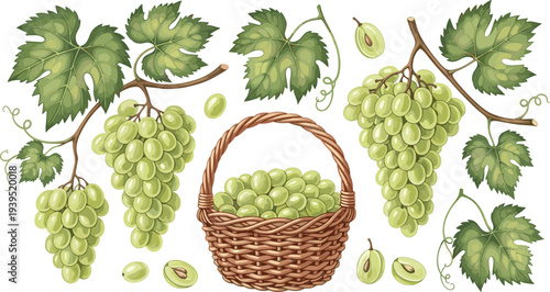 Fresh Green Grapes Vector Set with Bunches Leaves and Wicker Basket for Wine Production Vineyard Harvest and Healthy Food Illustration