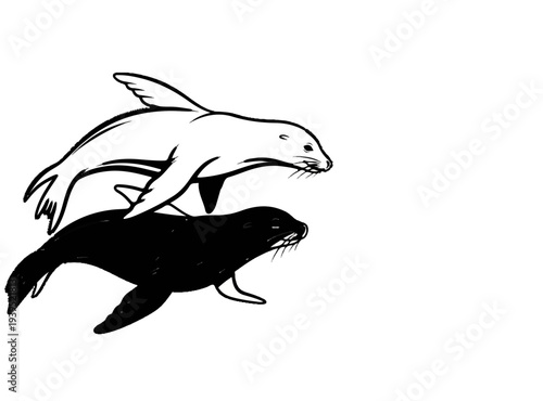 Two seals, one white and one black, swim gracefully