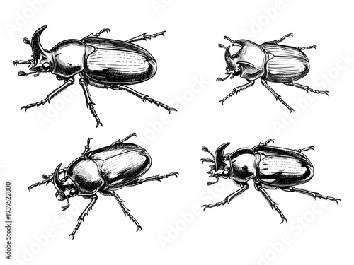 Beetle black and white sketch vector