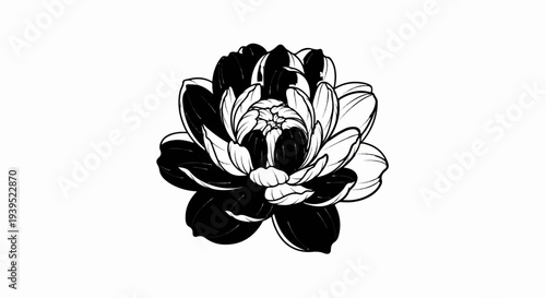 Detailed black and white illustration of a fully bloomed lotus flower