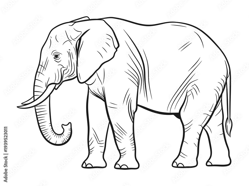 Fototapeta premium Elephant line art drawing vector