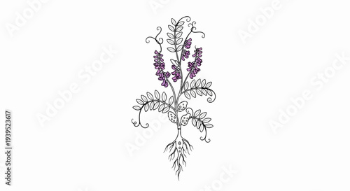 Stylized botanical illustration of a flowering plant with purple blossoms and roots