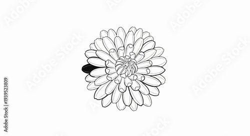 Detailed line art drawing of a chrysanthemum flower on a white background