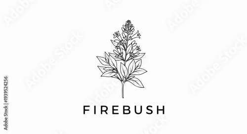 Simple line art of a flowering plant with the word "FIREBUSH" below it