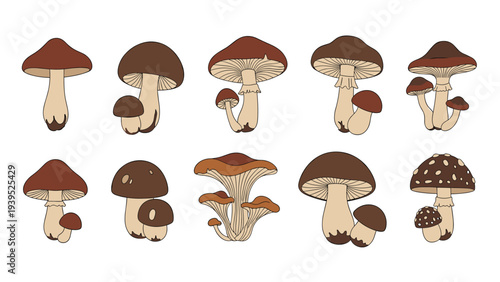 Illustrative set of diverse mushroom species featuring different shapes, sizes, and colors of fungi for nature and botany studies.