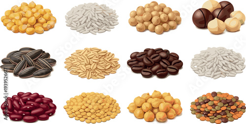 Collection of grains seeds rice beans coffee and legumes vector illustration organic healthy food ingredient set