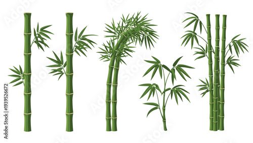 Collection of green bamboo stalks and leafy branches in different arrangements, from single stems to dense groves.