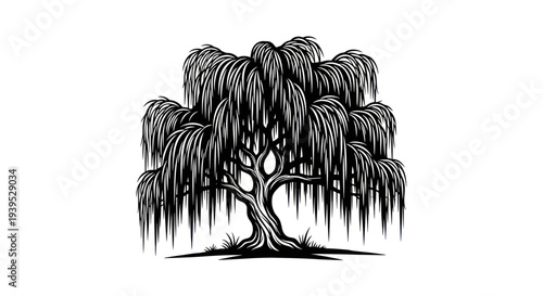 Weeping Willow Tree Illustration, Black and White Vector Art