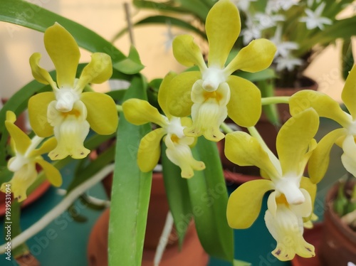 Vanda denisoniana yellow orchid